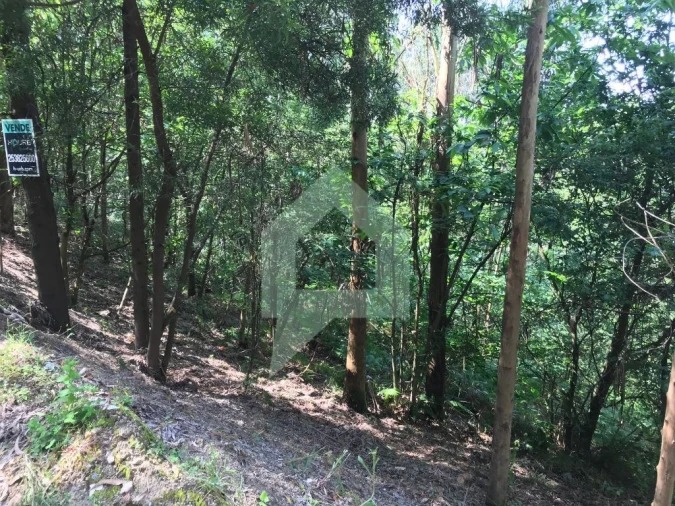 Terreno Agricola ou Rústico para Venda em Pereira Foto 2