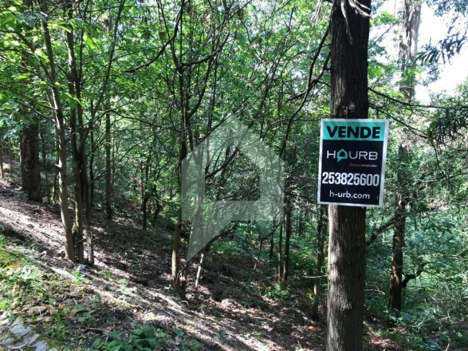 Terreno Agricola ou Rústico para Venda em Pereira Foto 4