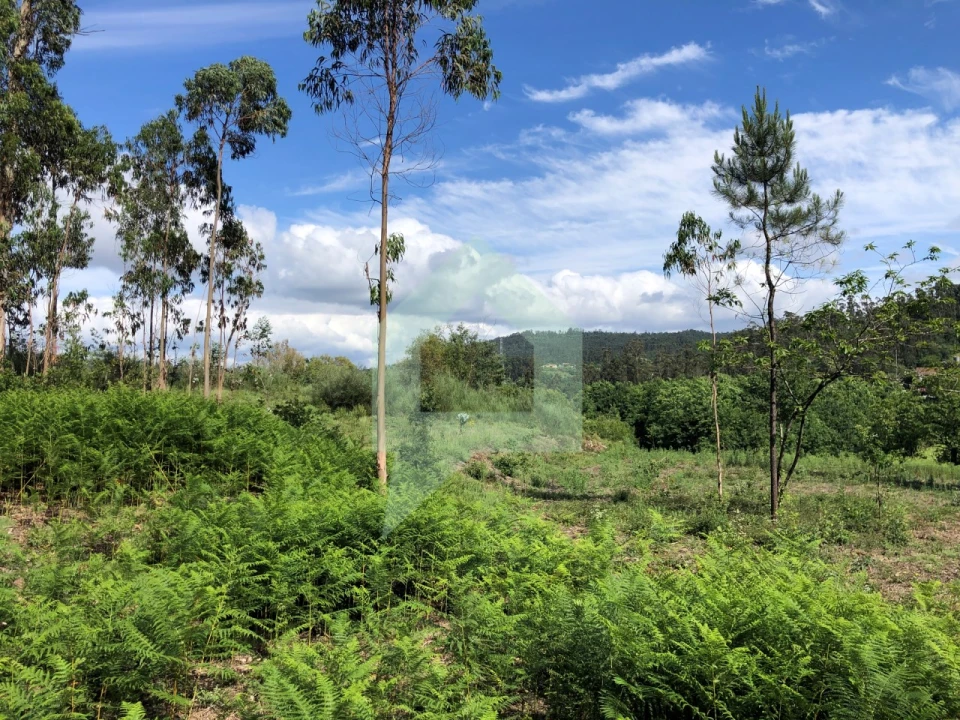 Terreno Agricola ou Rústico para Venda em Cossourado Foto 11