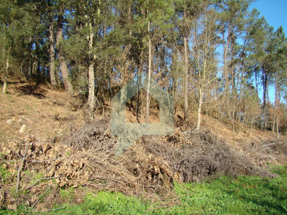 Terreno Agricola ou Rústico para Venda em Cossourado Foto 35