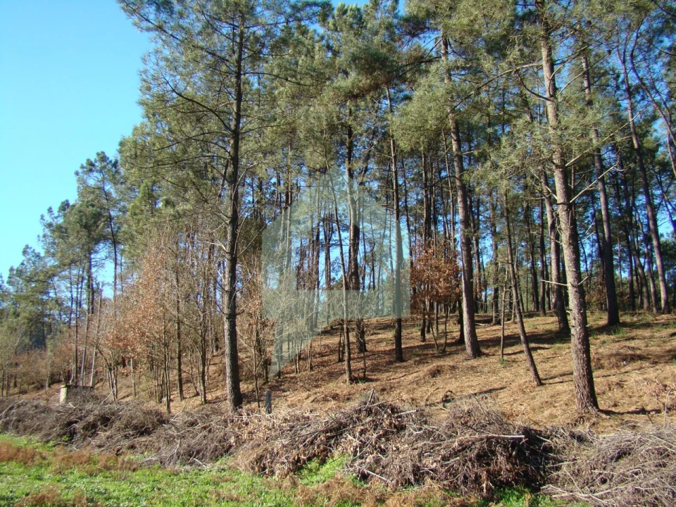 Terreno Agricola ou Rústico para Venda em Cossourado Foto 39