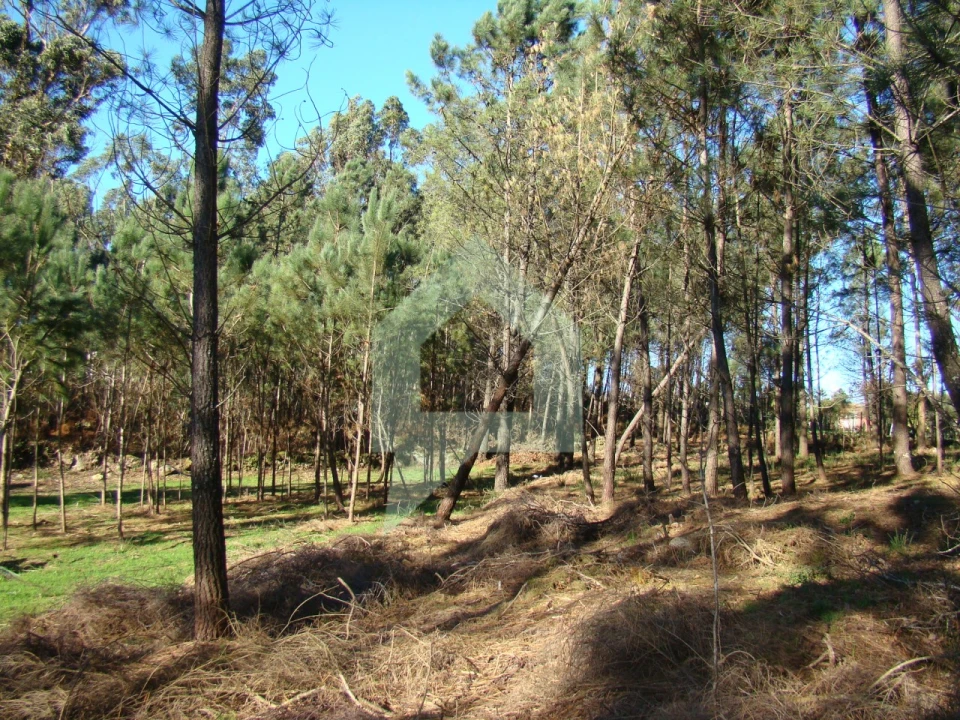 Terreno Agricola ou Rústico para Venda em Cossourado Foto 52