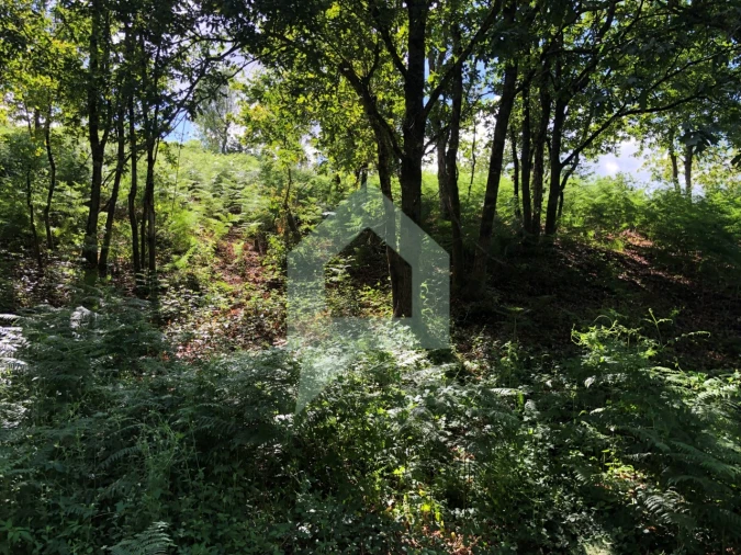 Terreno Agricola ou Rústico para Venda em Cossourado Foto 22