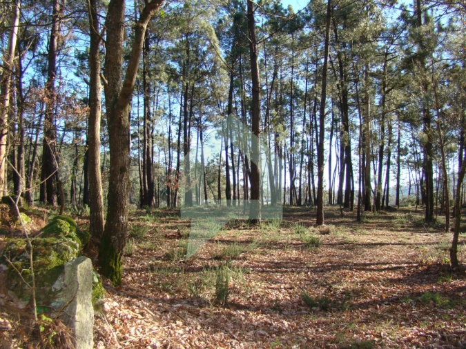 Terreno Agricola ou Rústico para Venda em Cossourado Foto 28