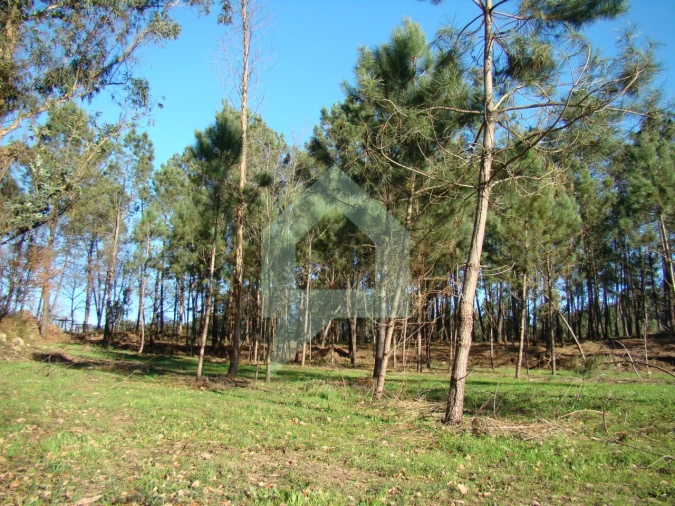 Terreno Agricola ou Rústico para Venda em Cossourado Foto 30