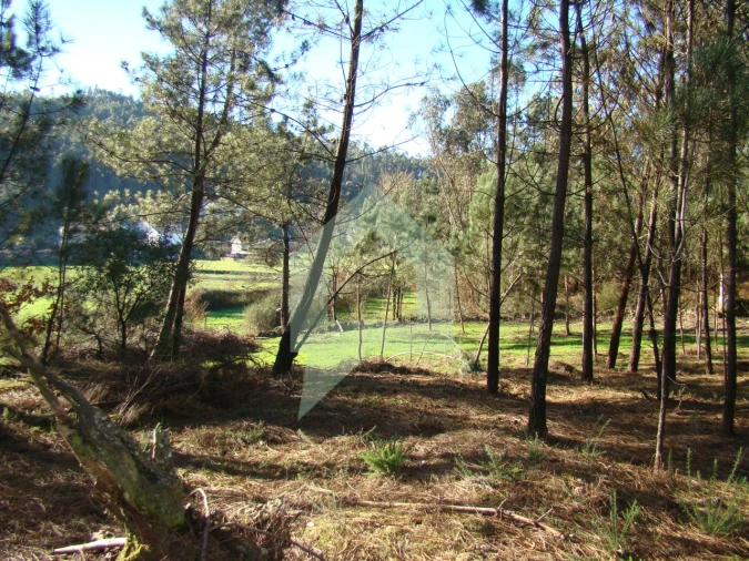 Terreno Agricola ou Rústico para Venda em Cossourado Foto 50