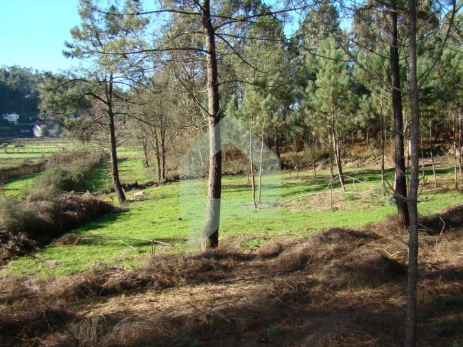 Terreno Agricola ou Rústico para Venda em Cossourado Foto 51