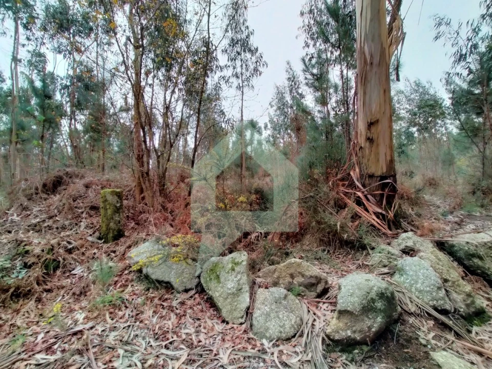 Terreno Agricola ou Rústico para Venda em Silveiros e Rio Covo (Santa Eulália) Foto 5