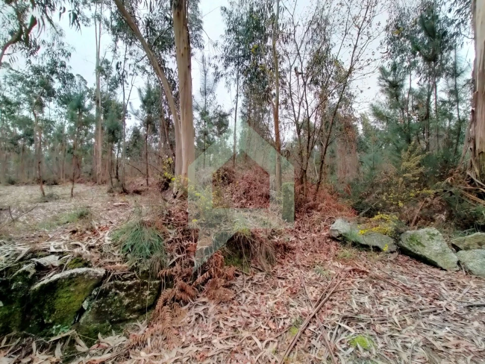 Terreno Agricola ou Rústico para Venda em Silveiros e Rio Covo (Santa Eulália) Foto 9