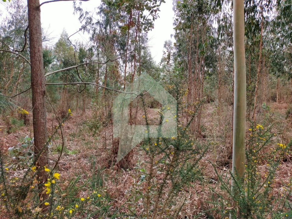 Terreno Agricola ou Rústico para Venda em Silveiros e Rio Covo (Santa Eulália) Foto 10
