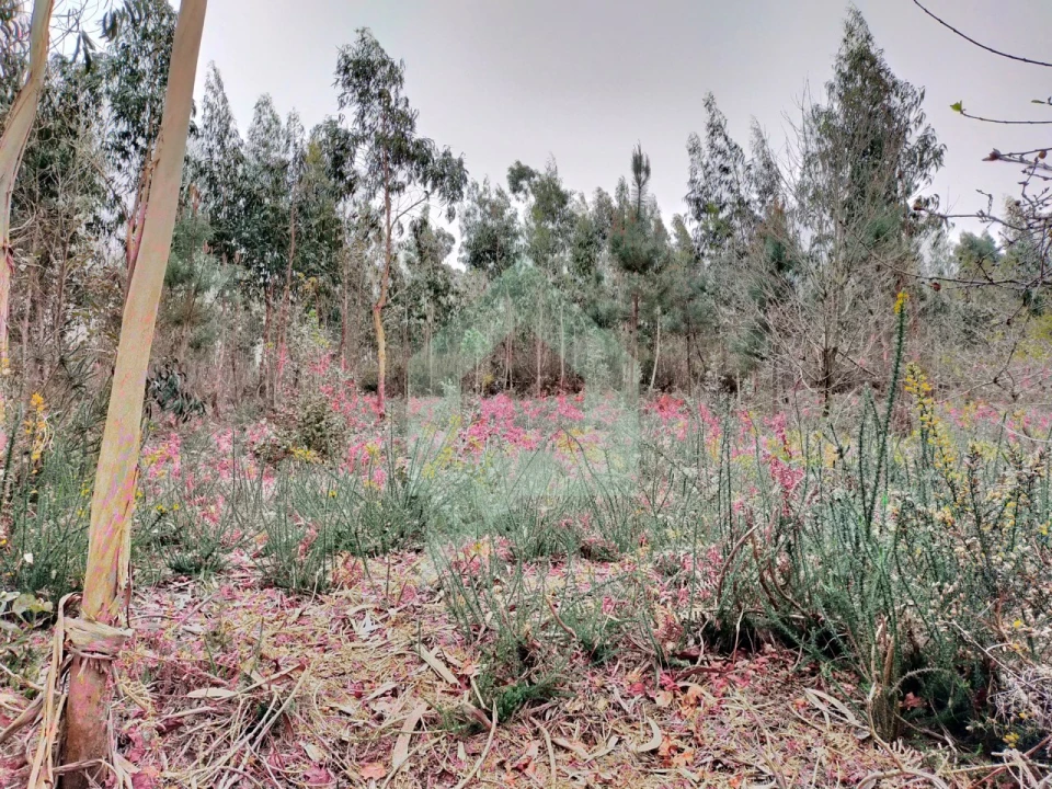 Terreno Agricola ou Rústico para Venda em Silveiros e Rio Covo (Santa Eulália) Foto 15