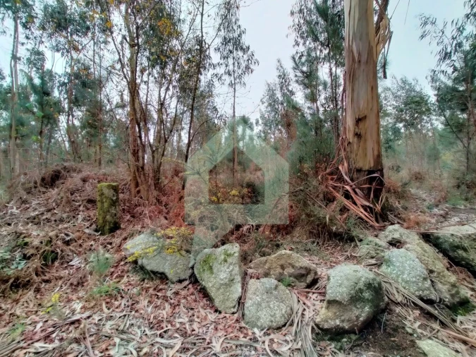Terreno Agricola ou Rústico para Venda em Silveiros e Rio Covo (Santa Eulália) Foto 5
