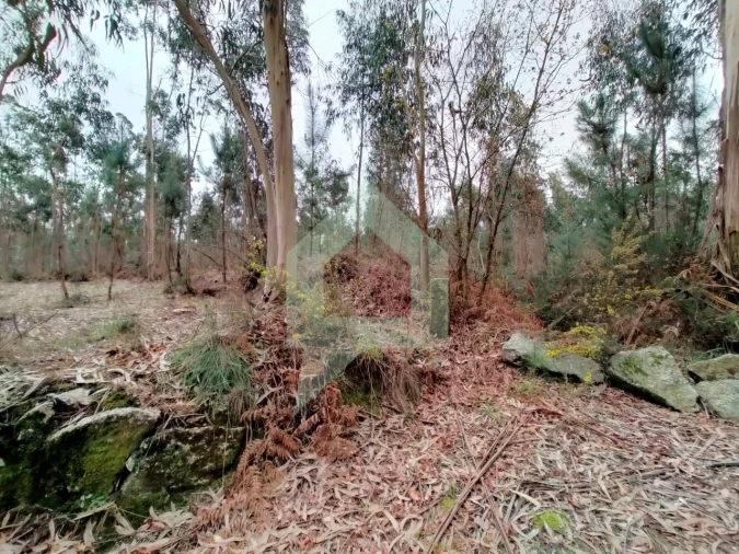 Terreno Agricola ou Rústico para Venda em Silveiros e Rio Covo (Santa Eulália) Foto 9