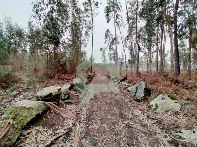 Terreno Agricola ou Rústico para Venda em Silveiros e Rio Covo (Santa Eulália) Foto 7