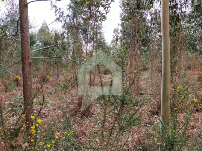 Terreno Agricola ou Rústico para Venda em Silveiros e Rio Covo (Santa Eulália) Foto 10