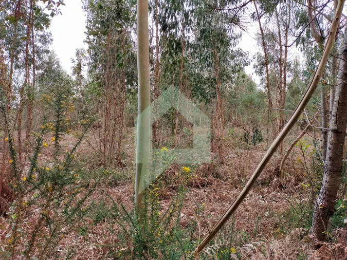 Terreno Agricola ou Rústico para Venda em Silveiros e Rio Covo (Santa Eulália) Foto 11