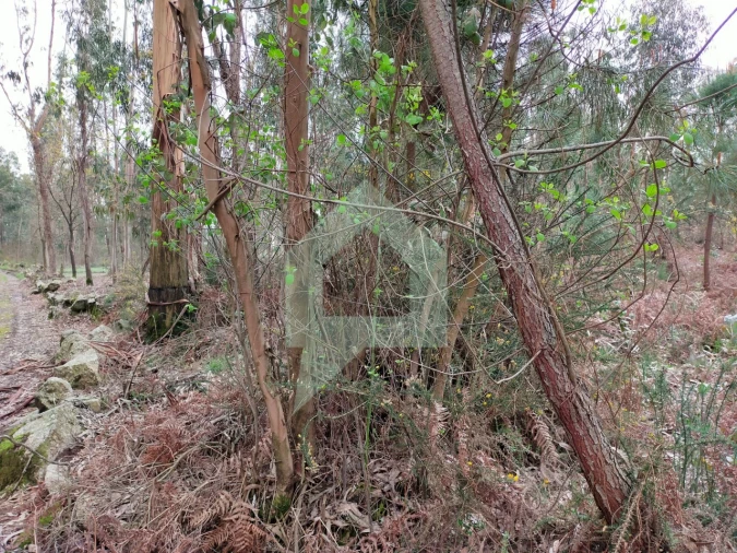 Terreno Agricola ou Rústico para Venda em Silveiros e Rio Covo (Santa Eulália) Foto 12