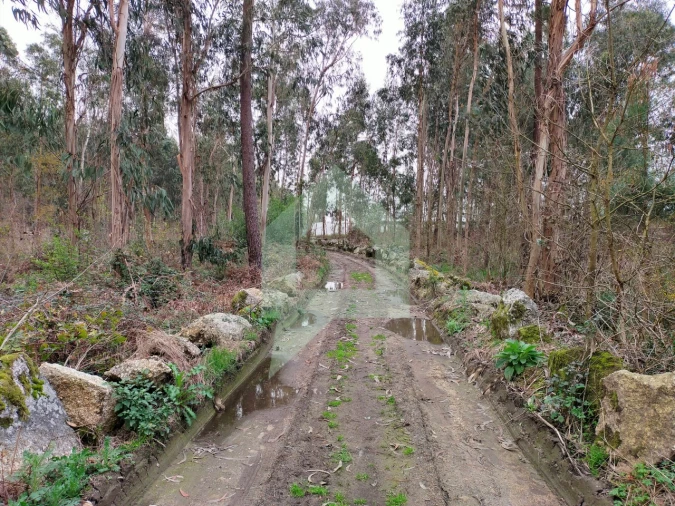 Terreno Agricola ou Rústico para Venda em Silveiros e Rio Covo (Santa Eulália) Foto 14