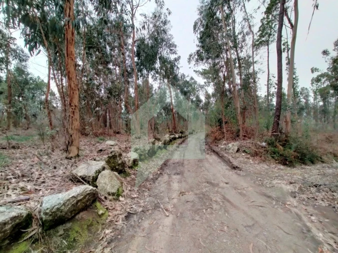 Terreno Agricola ou Rústico para Venda em Silveiros e Rio Covo (Santa Eulália) Foto 13