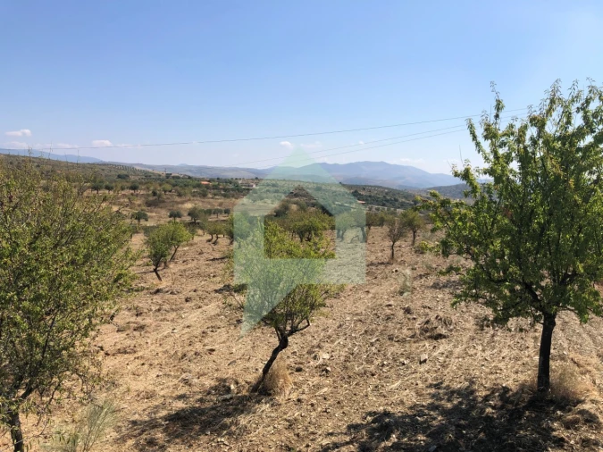 Terreno para Venda em Vila Nova de Foz Côa Foto 31