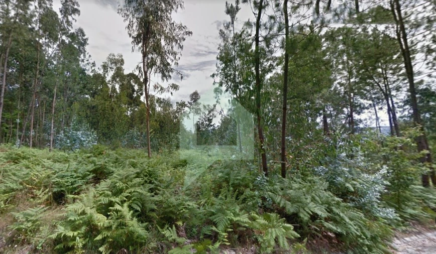 Terreno Agricola ou Rústico para Venda em Figueiredo Foto 3