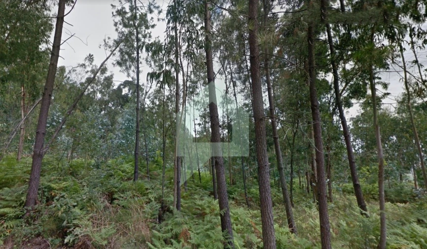 Terreno Agricola ou Rústico para Venda em Figueiredo Foto 4