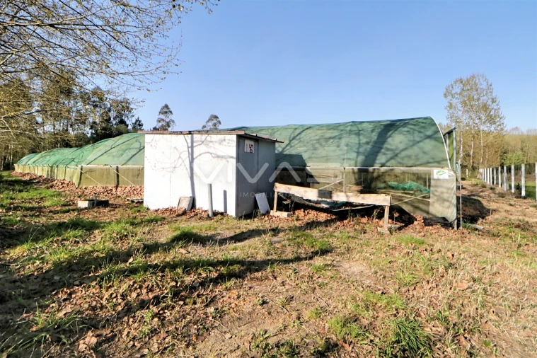 Terreno Agricola ou Rústico para Venda em Vila de Prado Foto 6