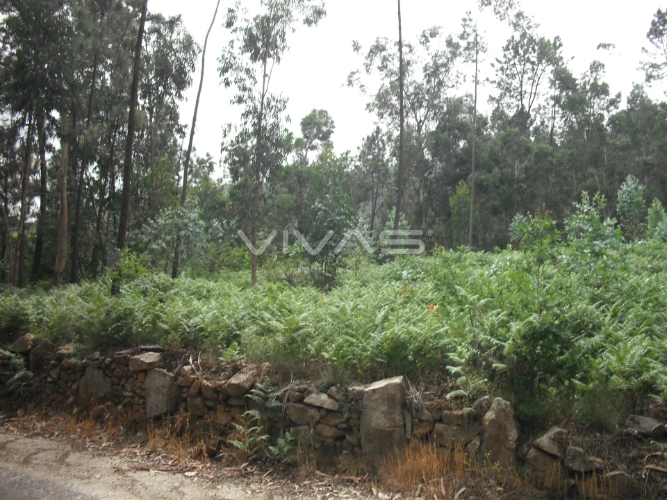 Terreno Agricola ou Rústico para Venda em Cervães Foto 5