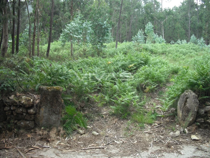 Terreno Agricola ou Rústico para Venda em Cervães Foto 3