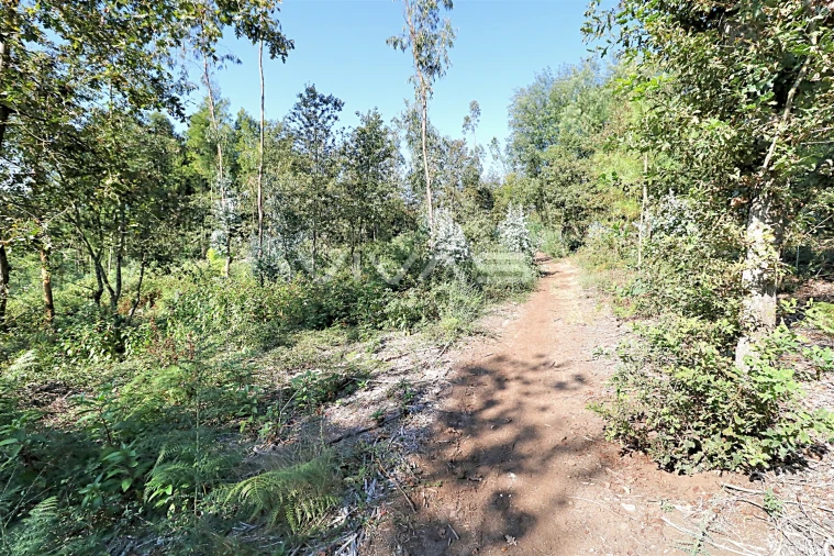 Terreno Agricola ou Rústico para Venda em Ferreiros, Prozelo e Besteiros Foto 6