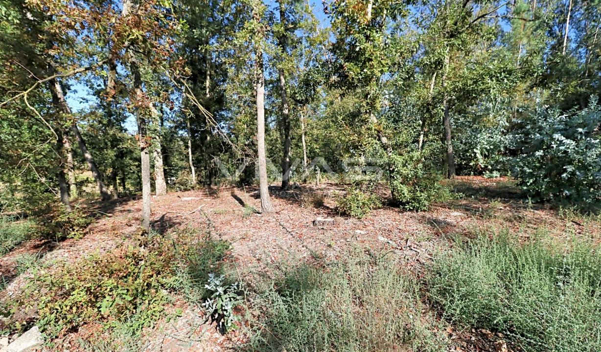 Terreno Agricola ou Rústico para Venda em Ferreiros, Prozelo e Besteiros Foto 4