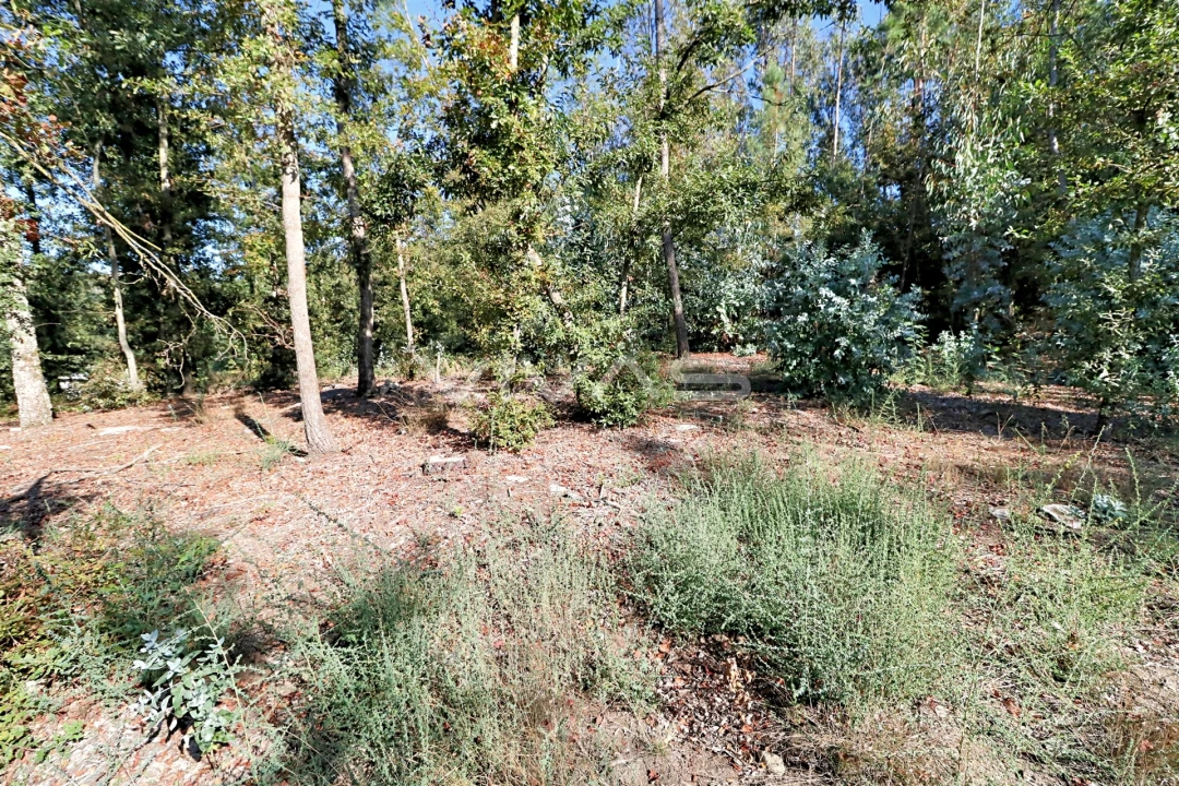 Terreno Agricola ou Rústico para Venda em Ferreiros, Prozelo e Besteiros Foto 5