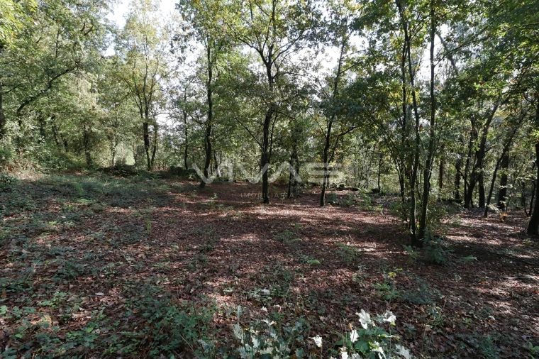 Terreno Agricola ou Rústico para Venda em Ferreiros, Prozelo e Besteiros Foto 3