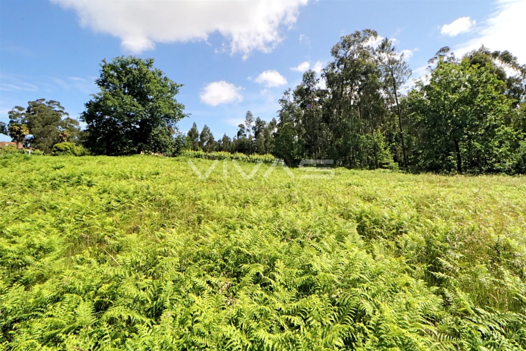 Terreno Agricola ou Rústico para Venda em Cervães Foto 4