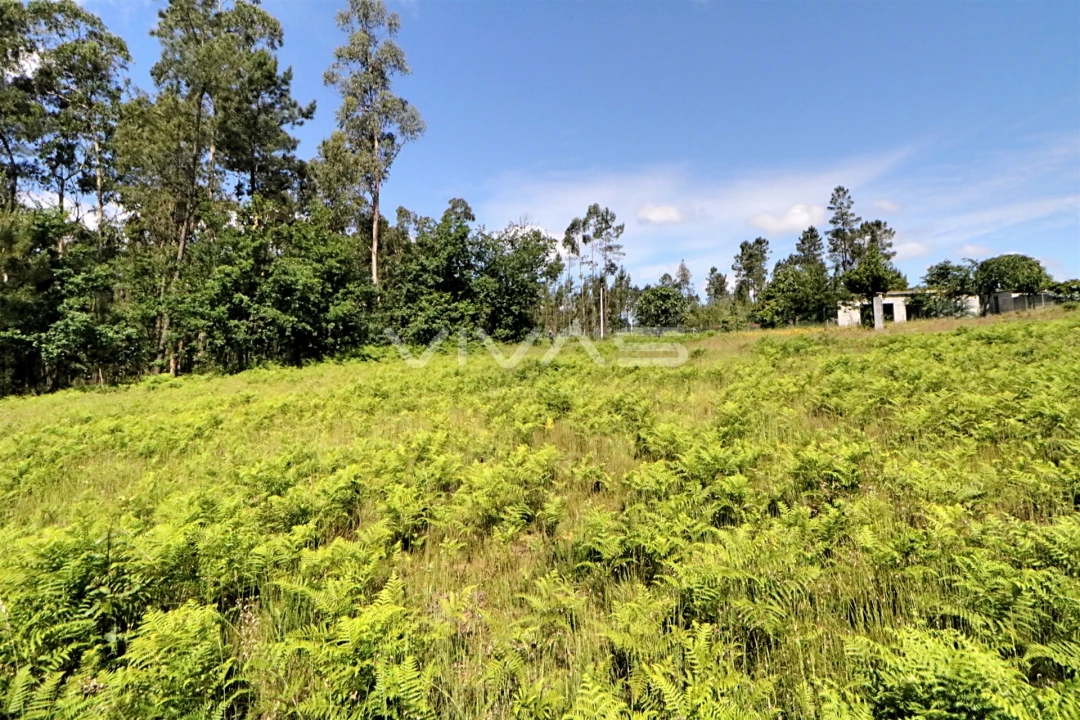 Terreno Agricola ou Rústico para Venda em Cervães Foto 5