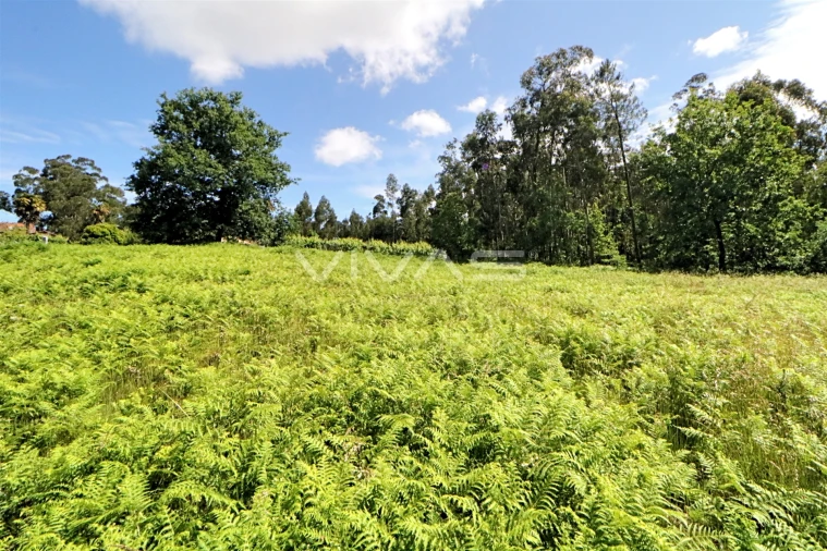 Terreno Agricola ou Rústico para Venda em Cervães Foto 4