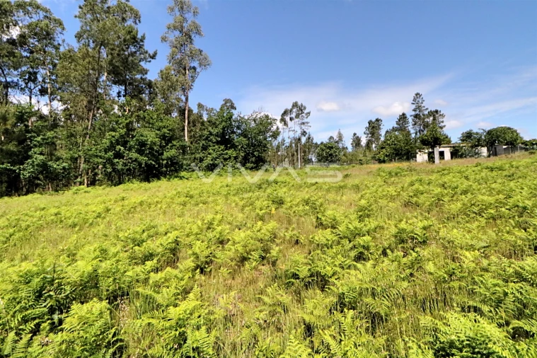 Terreno Agricola ou Rústico para Venda em Cervães Foto 5
