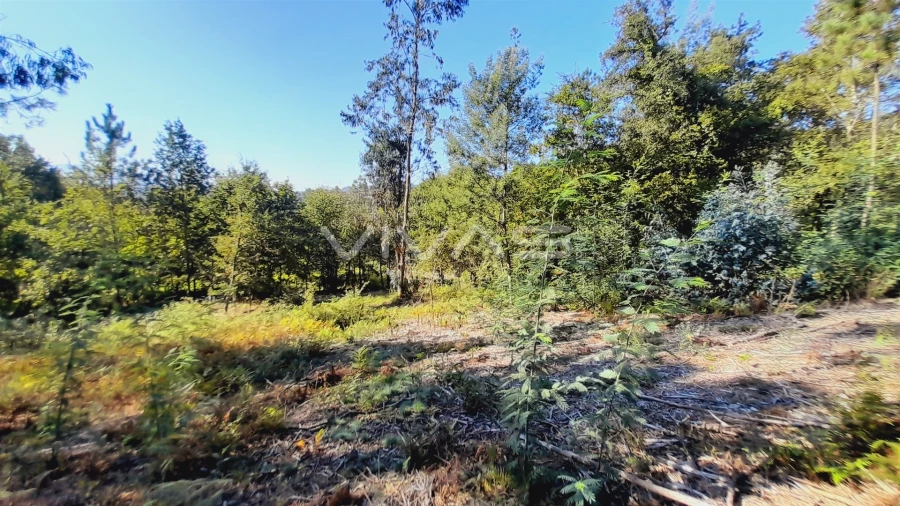 Terreno Agricola ou Rústico para Venda em Dornelas Foto 3
