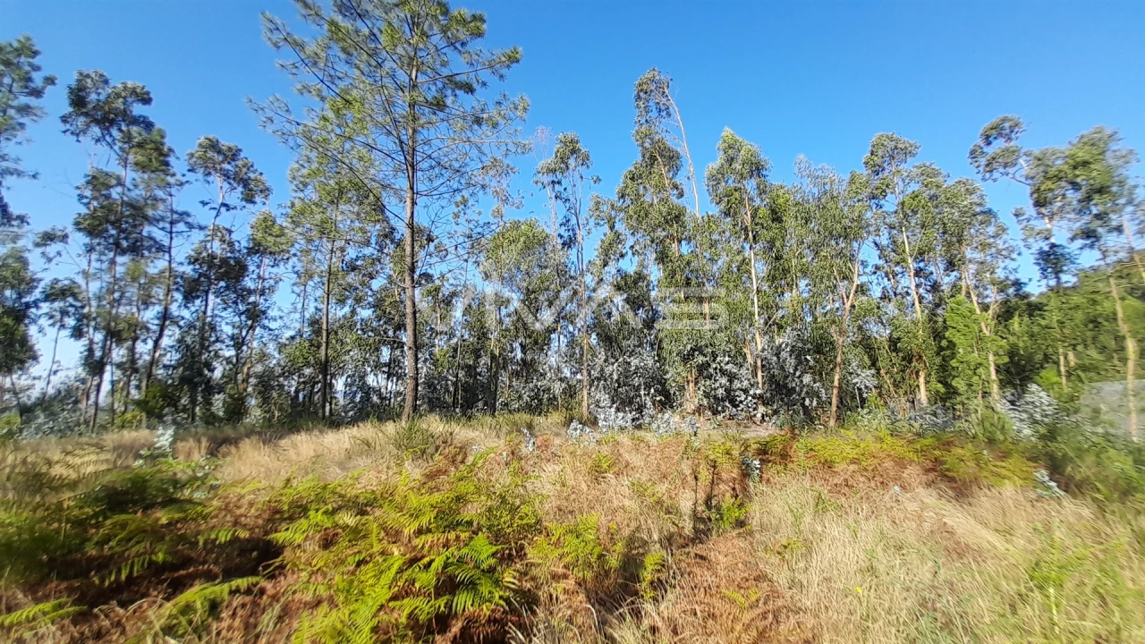 Terreno Agricola ou Rústico para Venda em Caires Foto 6