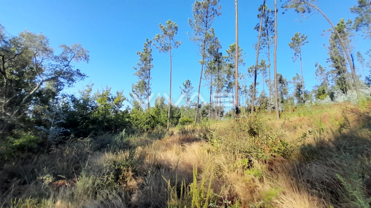 Terreno Agricola ou Rústico para Venda em Caires Foto 2