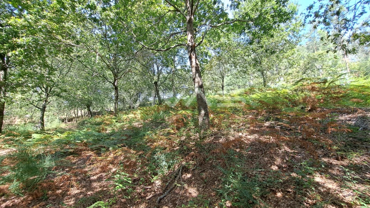 Terreno para Venda em Caldelas, Sequeiros e Paranhos Foto 10