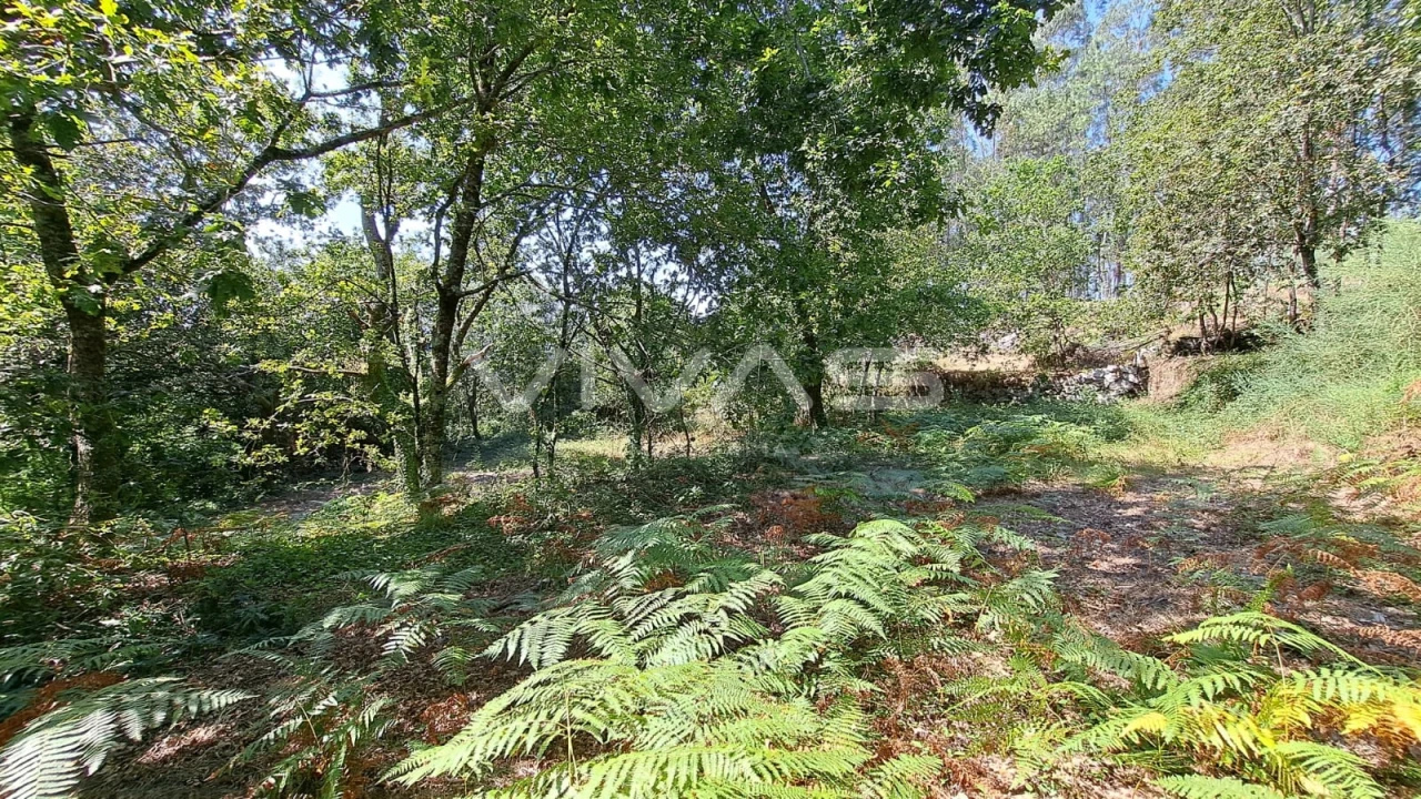 Terreno para Venda em Caldelas, Sequeiros e Paranhos Foto 5