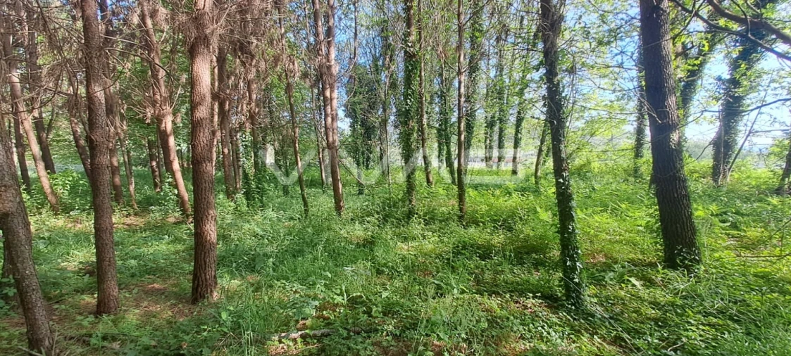 Terreno para Venda em Sande, Vilarinho, Barros e Gomide Foto 6