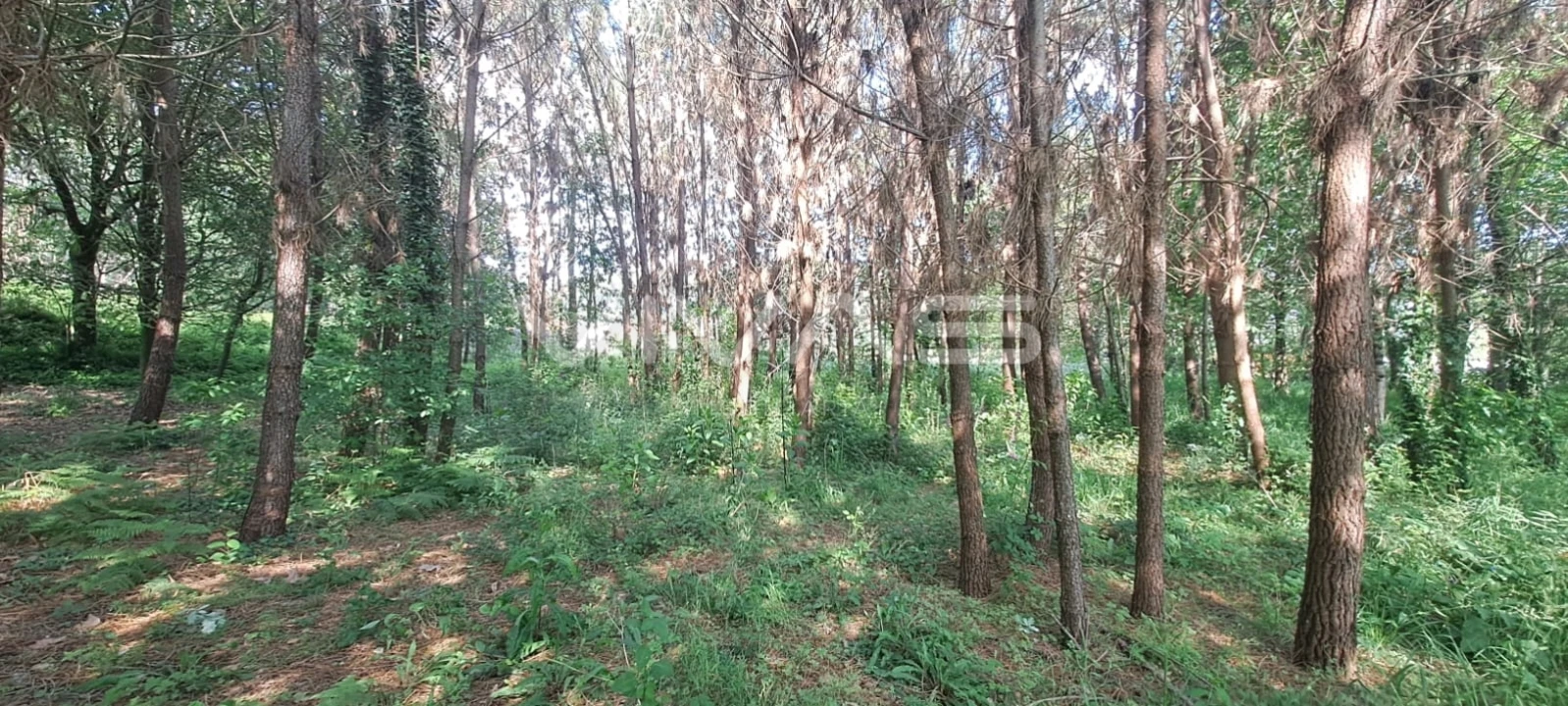 Terreno para Venda em Sande, Vilarinho, Barros e Gomide Foto 3