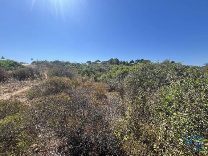 Terreno para Venda em Barão de São Miguel Foto 3