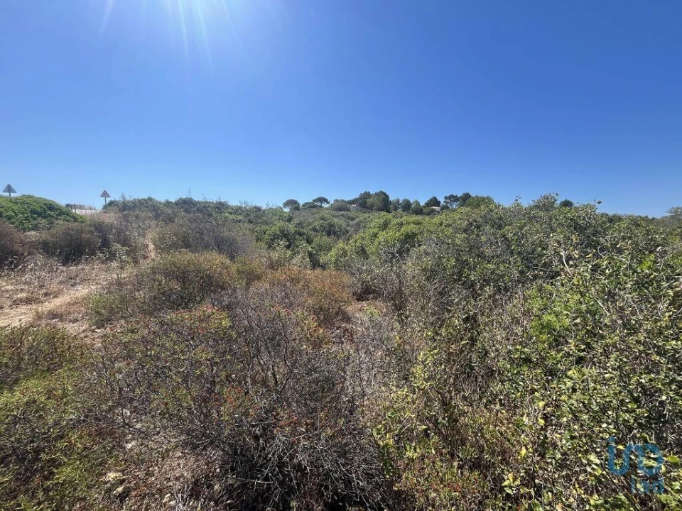 Terreno para Venda em Barão de São Miguel Foto 3