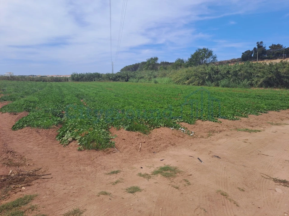 Terreno Agricola ou Rústico para Venda em Atouguia da Baleia Foto 3