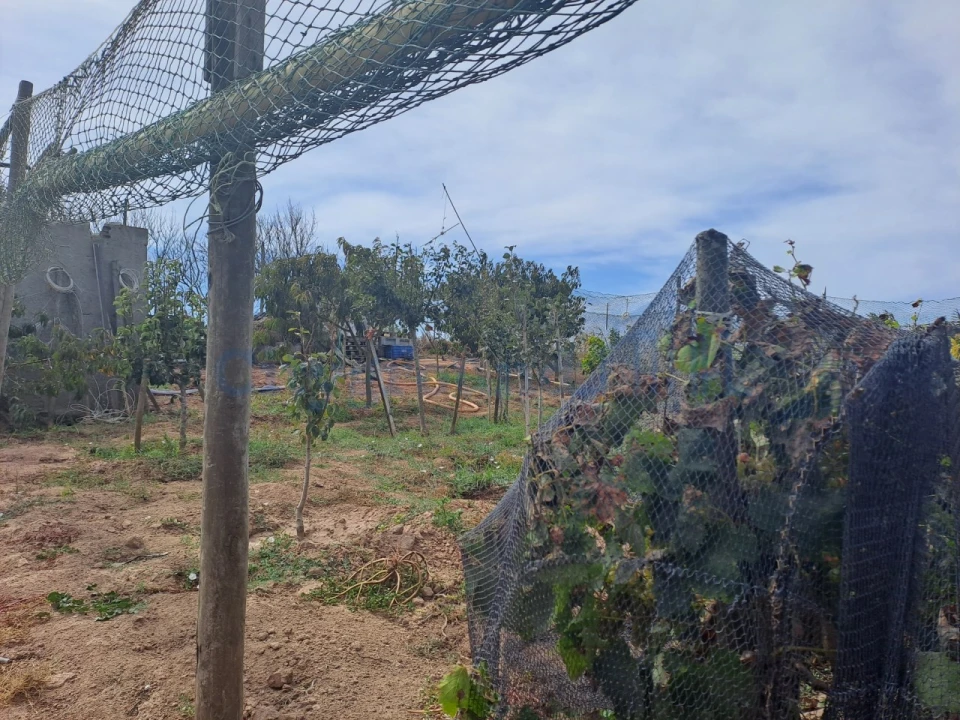 Terreno Agricola ou Rústico para Venda em Atouguia da Baleia Foto 10