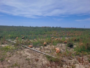 Terreno Agricola ou Rústico para Venda em Atouguia da Baleia