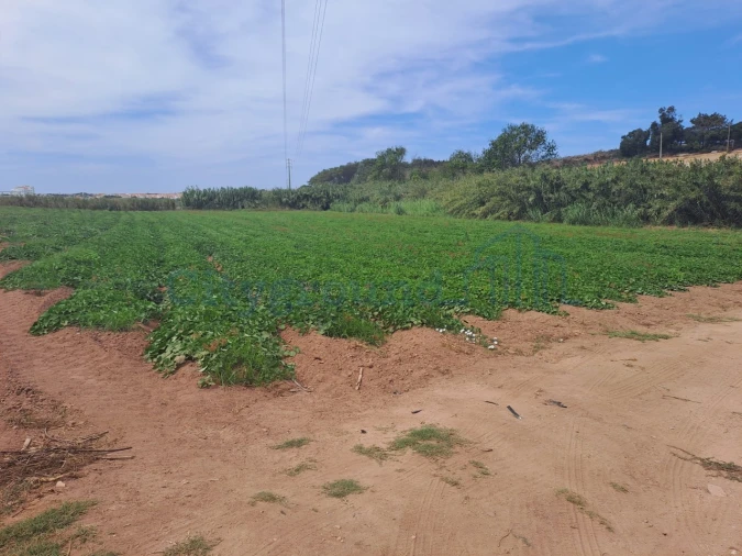 Terreno Agricola ou Rústico para Venda em Atouguia da Baleia Foto 3